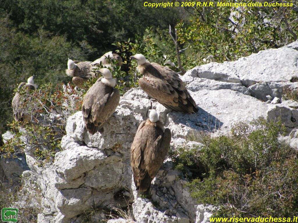 grifoni appollaiati su una parete rocciosa foto grande jpg