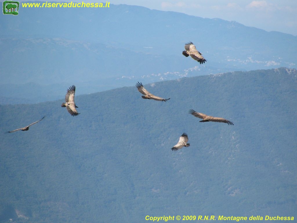 grifoni in volo foto grande jpg