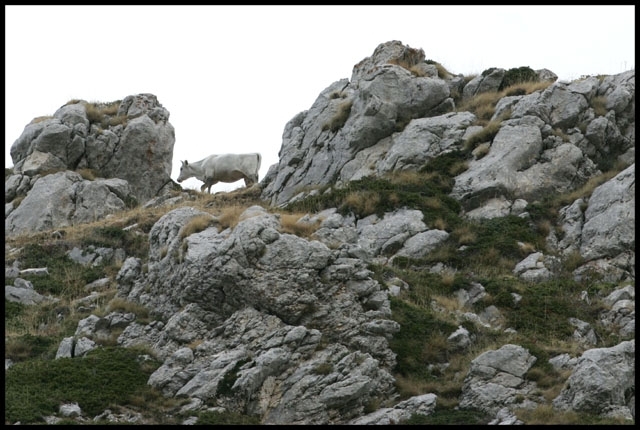 - Bovini al Pascolo.