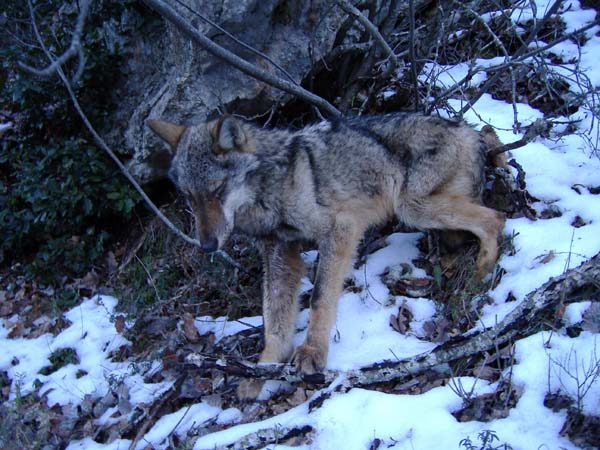 Foto lupo (Canis lupus)
