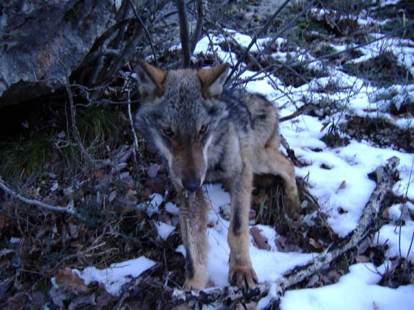 Foto lupo (Canis lupus)
