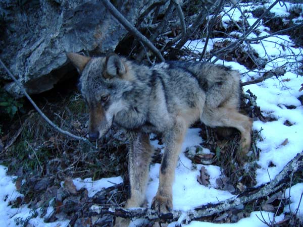 Foto lupo (Canis lupus)