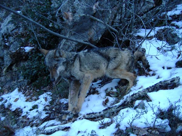 Foto lupo (Canis lupus)