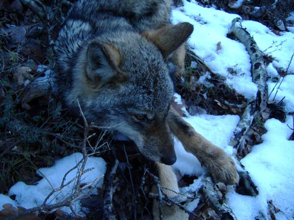 Foto lupo (Canis lupus)