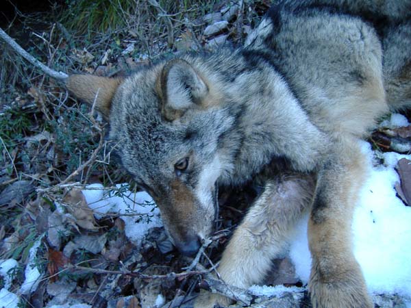 Foto lupo (Canis lupus)
