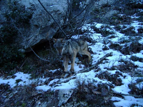 Foto Lupo (Canis lupus)