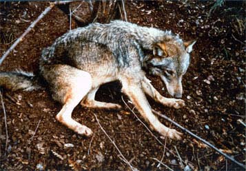 Foto Lupo (Canis lupus) adulto