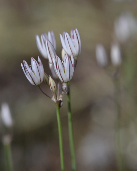 Allium moschatum