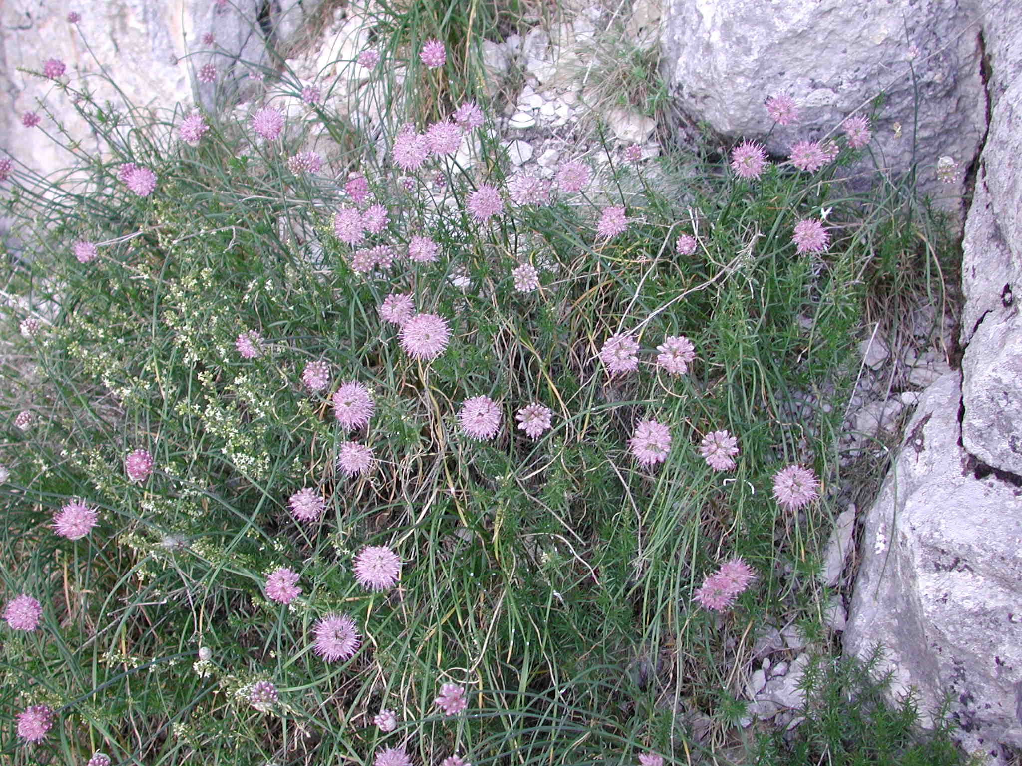 Allium_strictum
