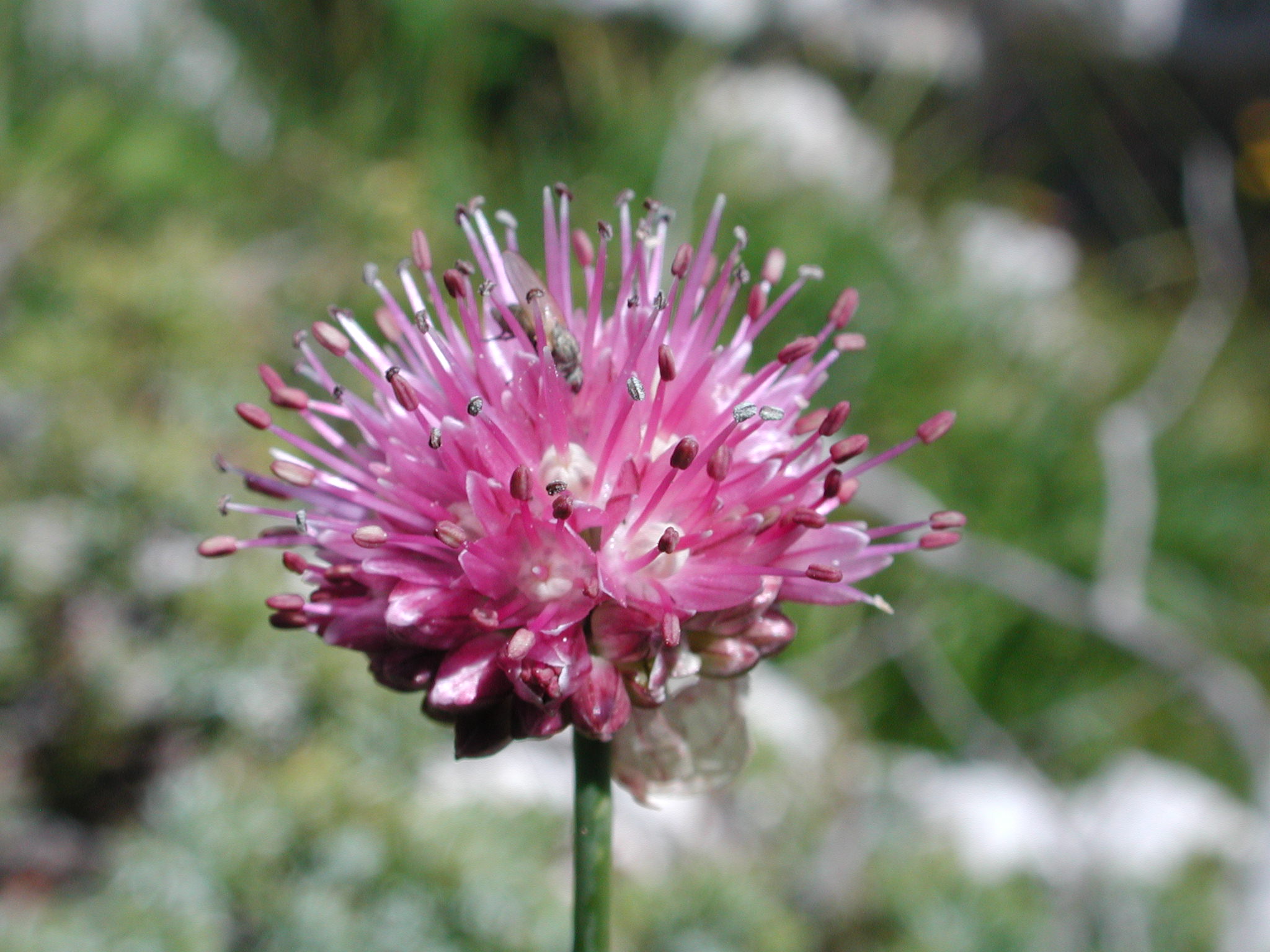 Allium_strictum