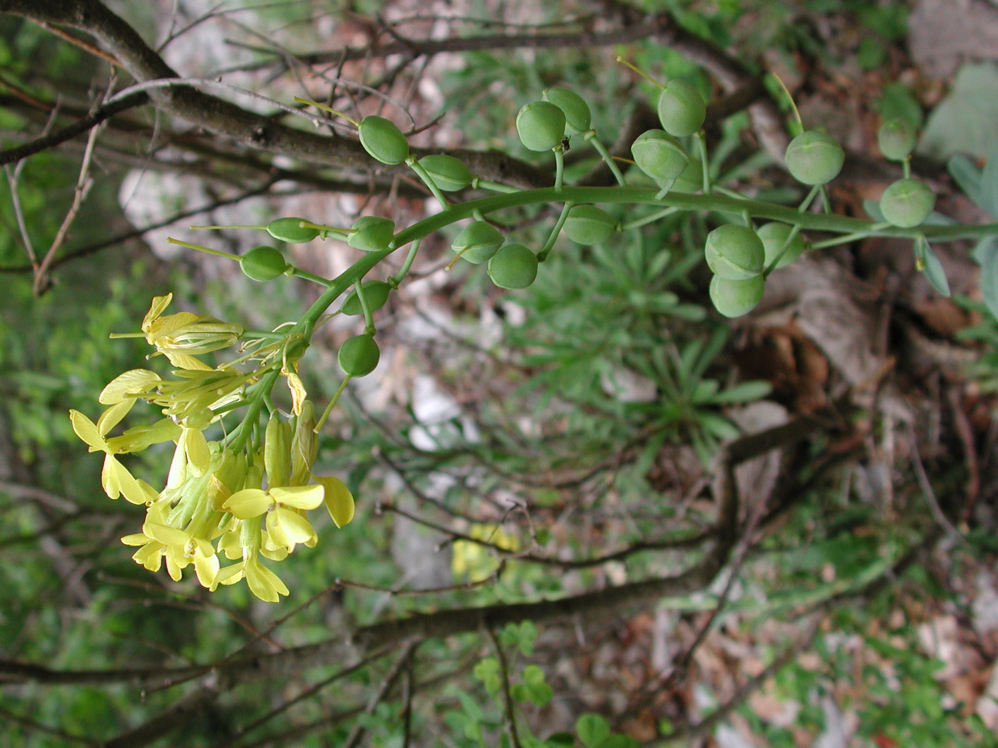 Alyssoides utriculata (L.) Medik [19 Maggio]