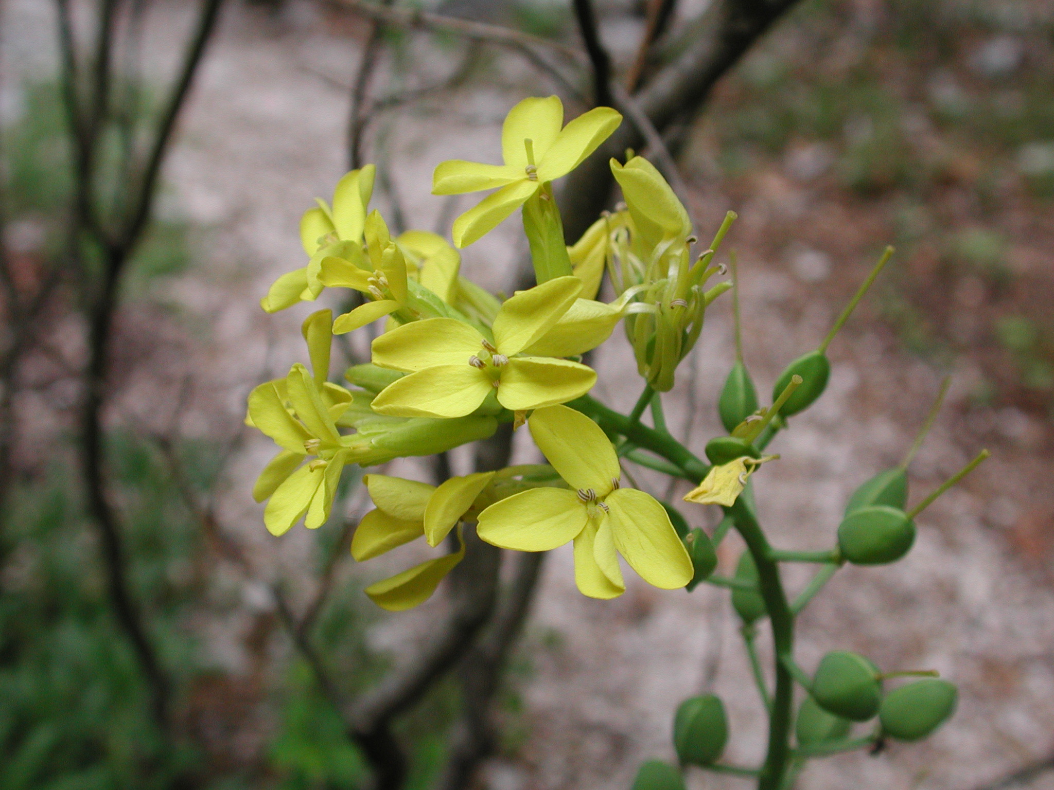 Alyssoides utriculata (L.) Medik [19 Maggio]
