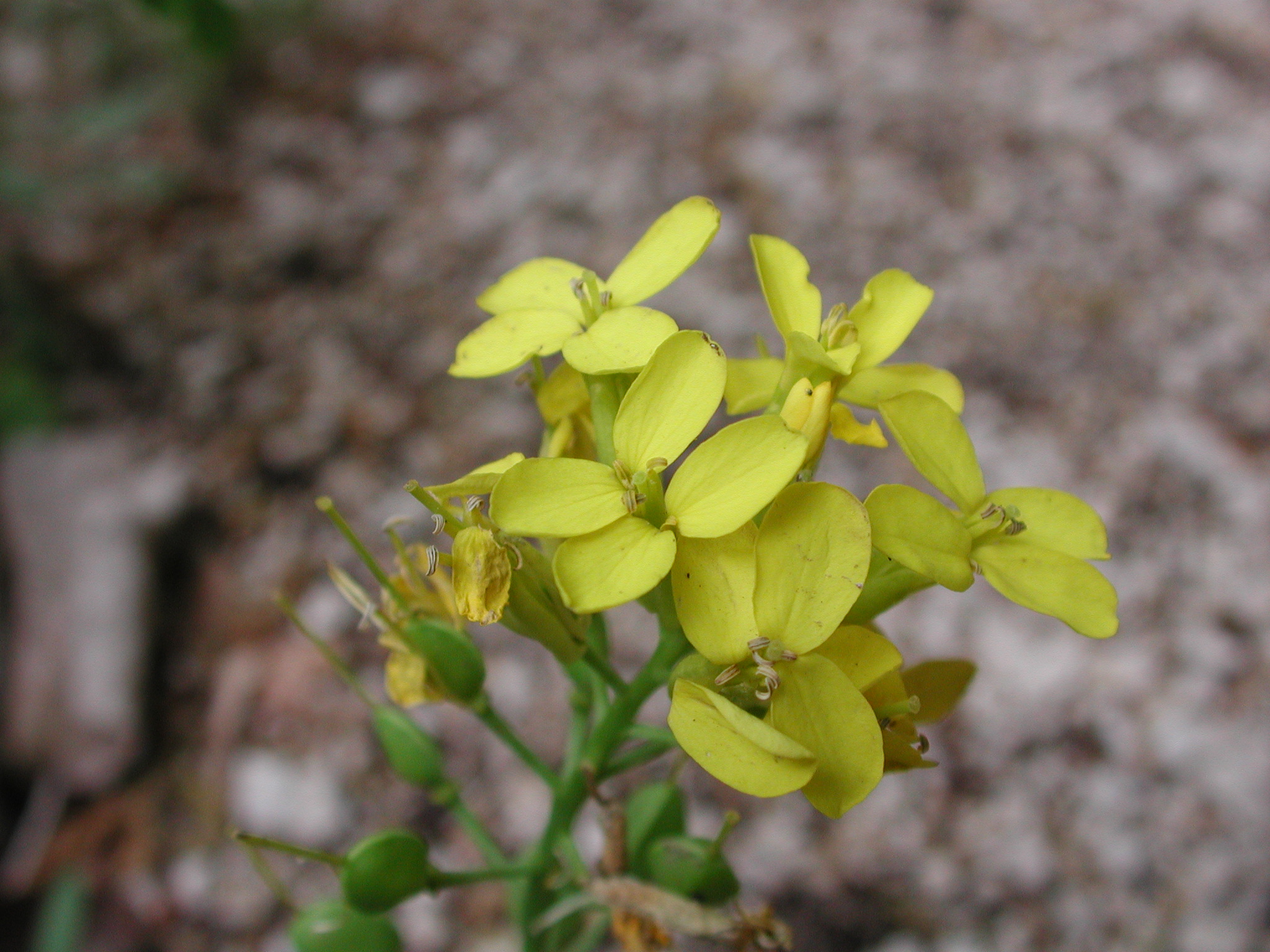 Alyssoides utriculata (L.) Medik [19 Maggio]