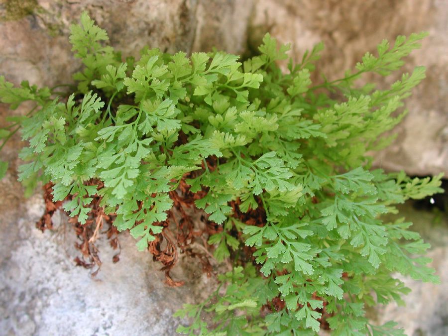 Asplenium lepidum C. Presl [29 Maggio]