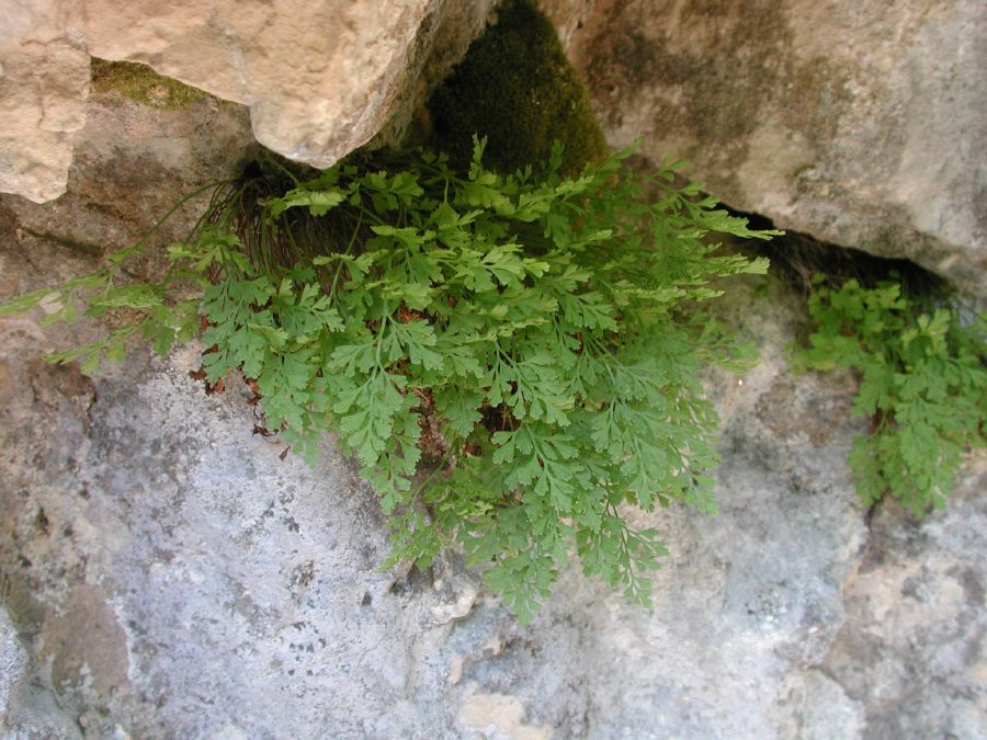 Asplenium lepidum C. Presl [29 Maggio]
