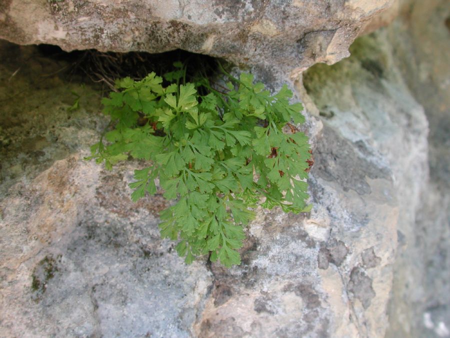 Asplenium lepidum C. Presl [29 Maggio]