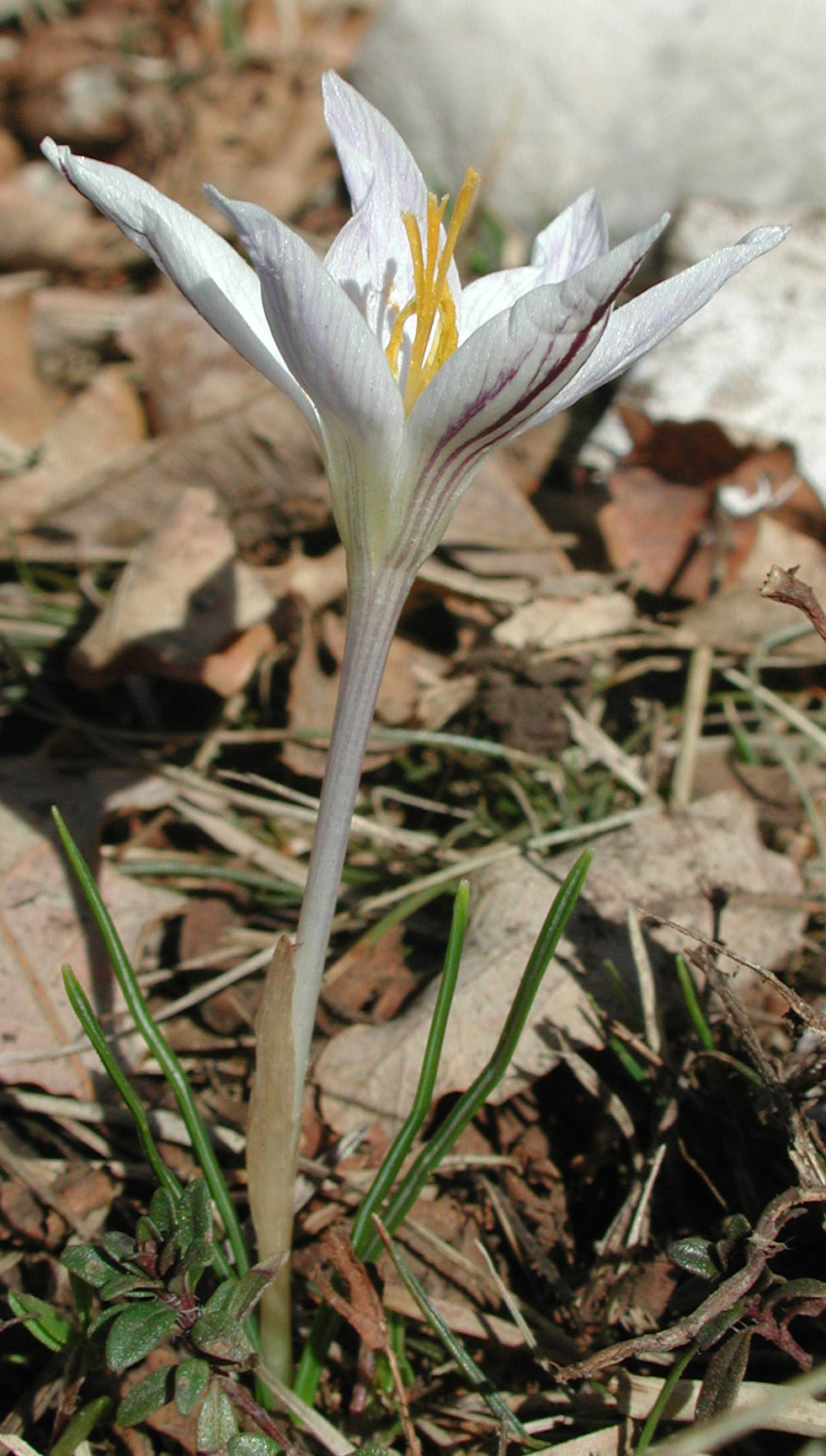Crocus reticulatus Steven ex Adams subsp. reticulatus [25 Febbraio]