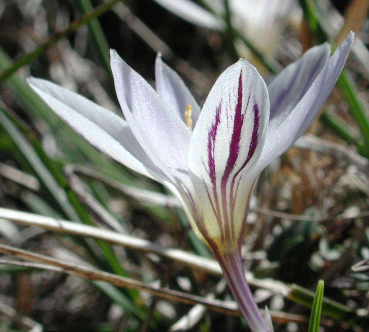 Crocus reticulatus Steven ex Adams subsp. reticulatus [25 Febbraio]