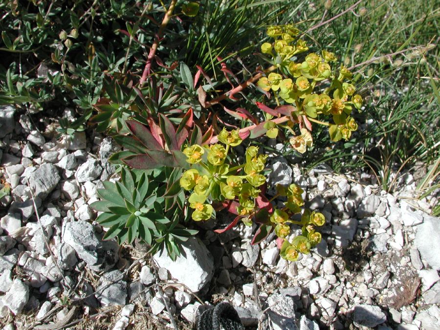 Euphorbia nicaeensis All. subsp. nicaeensis [16 Luglio]