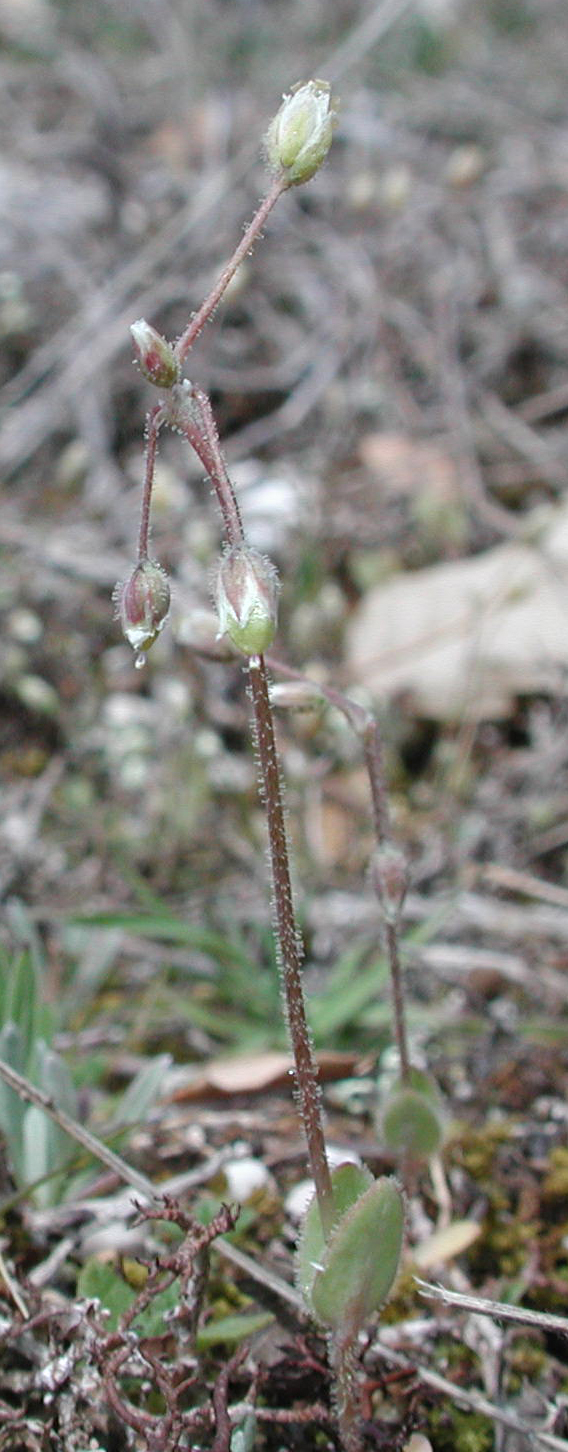 Holosteum umbellatum L. subsp. umbellatum [23 Marzo]