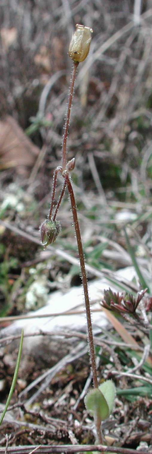 Holosteum umbellatum L. subsp. umbellatum [23 Marzo]