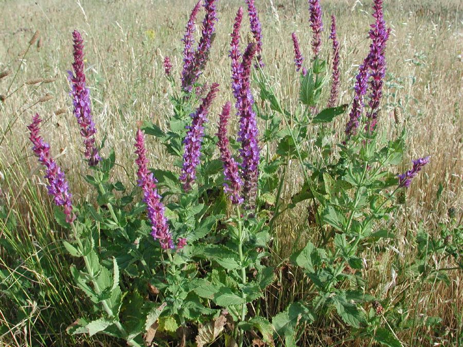 Salvia nemorosa L. [15 Giugno]