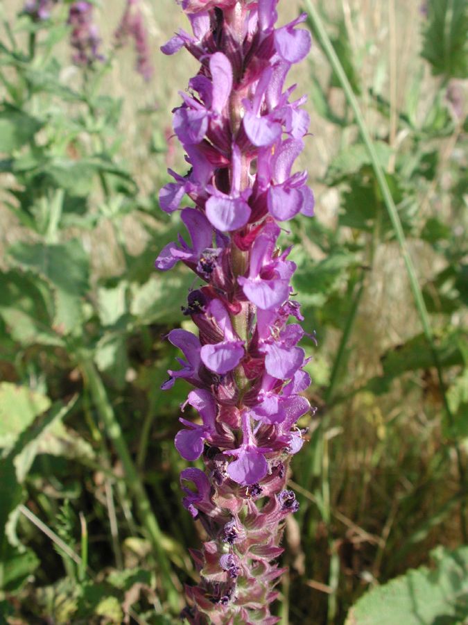 Salvia nemorosa L. [15 Giugno]
