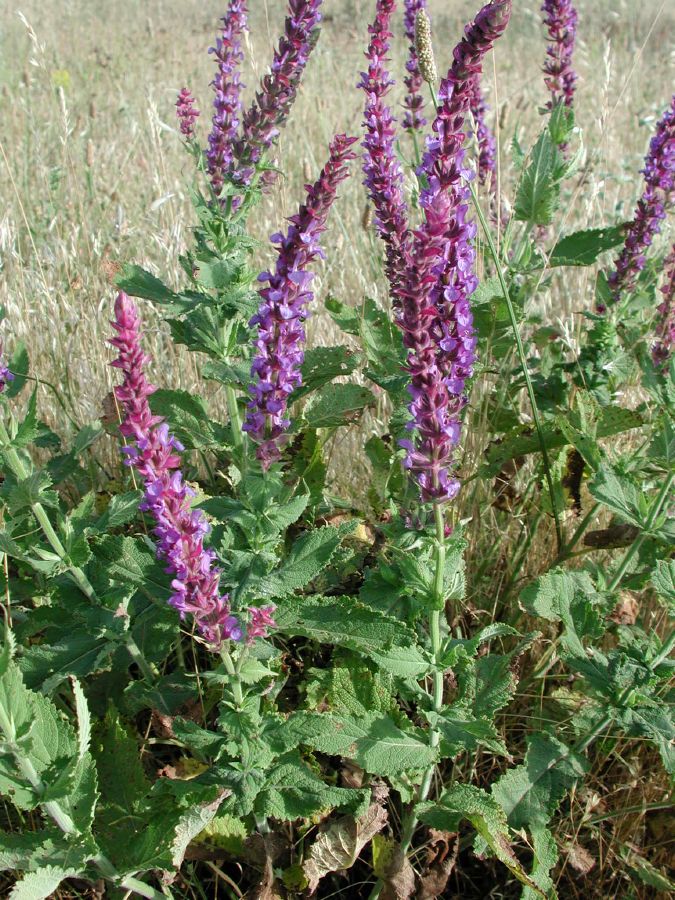 Salvia nemorosa L. [15 Giugno]