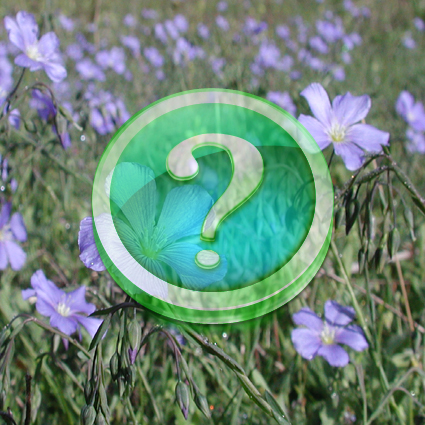 Immagine link al quiz sul fiore di grado facile