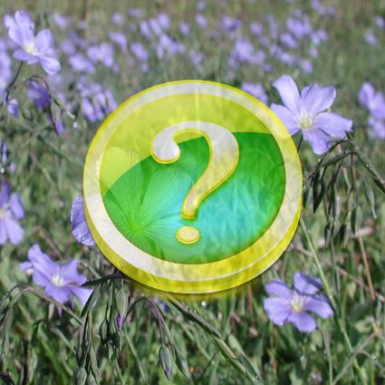 Immagine link al quiz sulla pianta grado medio