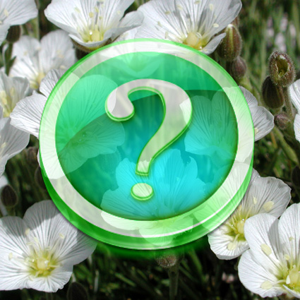 Immagine link al quiz sulla pianta grado facile