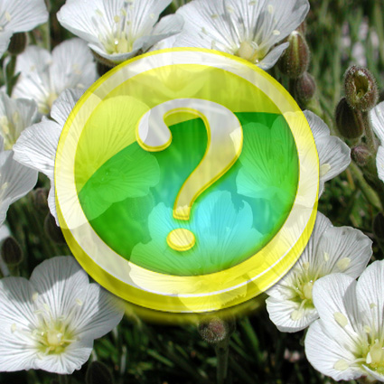 Immagine link al quiz sulla pianta grado medio