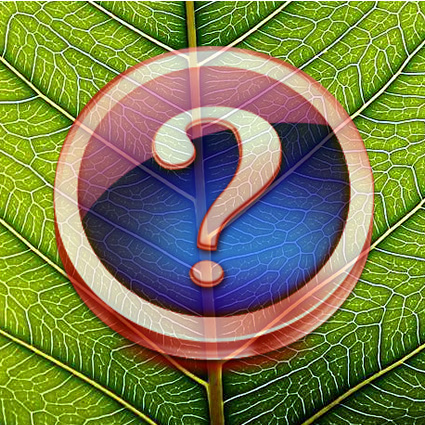 Immagine link al quiz sulla foglia grado difficile