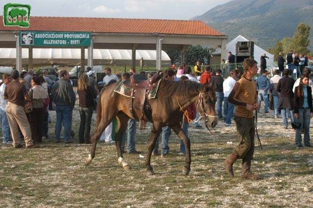 Mostra Equina 2004, Corvaro di Borgorose (RI), Ottobre 2004