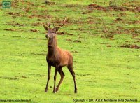 Foto cervo (Cervus elaphus) numero 7