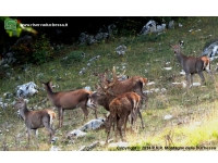 Foto cervo (Cervus elaphus) numero 1