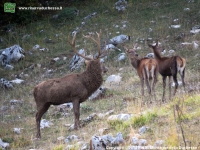 Foto cervo (Cervus elaphus) numero 1