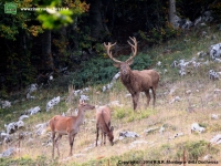 Foto cervo (Cervus elaphus) numero 1