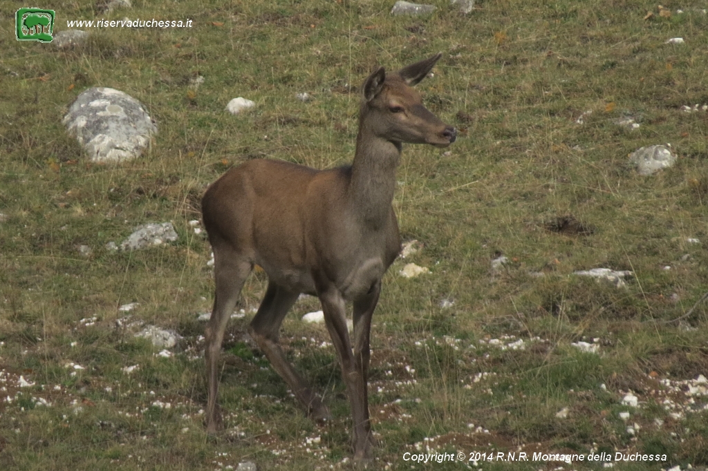 Cervo (Cervus elaphus)