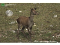 Foto cervo (Cervus elaphus) numero 1