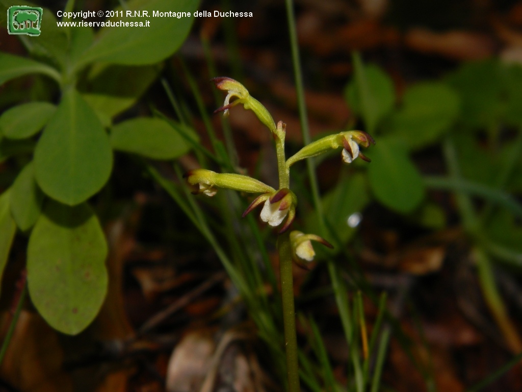 Corallorhiza trifida