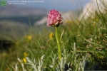 Le Foto delle Orchidee, scattate nella Riserva Naturale Montagne della Duchessa Foto Orchidee