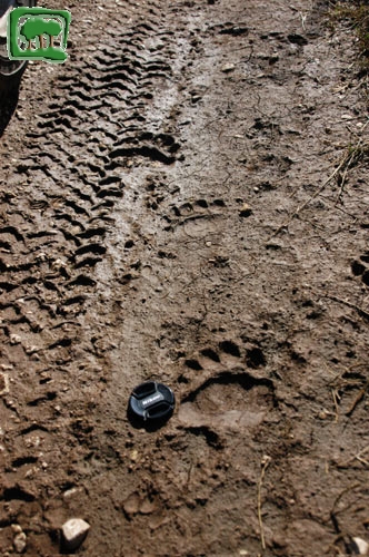 Foto:  tracce su fango di orso bruno marsicano (Foto:  n. 12)