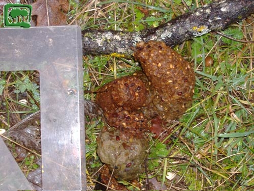 Foto:  escrementi di orso bruno marsicano (Foto:  n. 15)