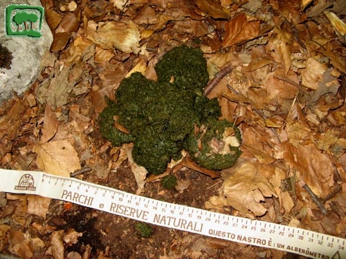 Foto:  escrementi di orso bruno marsicano (Foto:  n. 17)