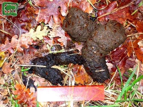 Foto:  escrementi di orso bruno marsicano (Foto:  n. 18)