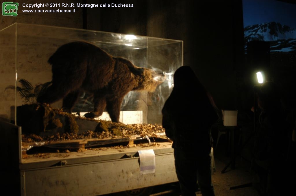 L'Orso Bruno Marsicano imbalsamato nella teca - In galleria foto n. 2