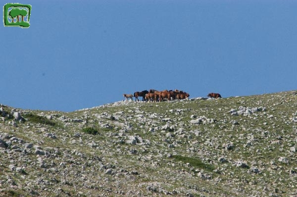 Cavalli allo stato brado in quota (1)