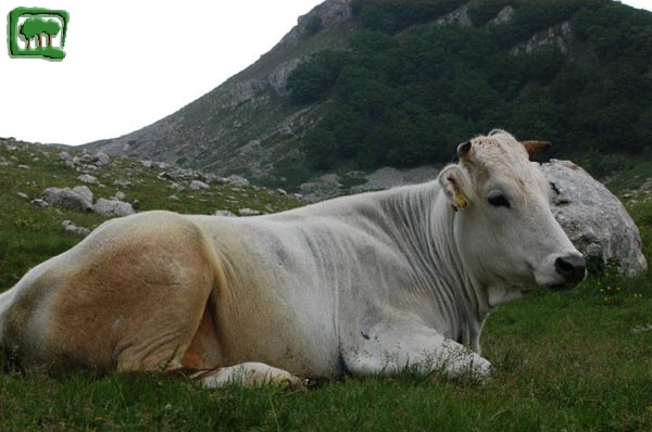 L'alpeggio dei bovini in quota nei mesi estivi.(2)
