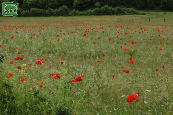 Giugno prati con fioritura di papaveri 
